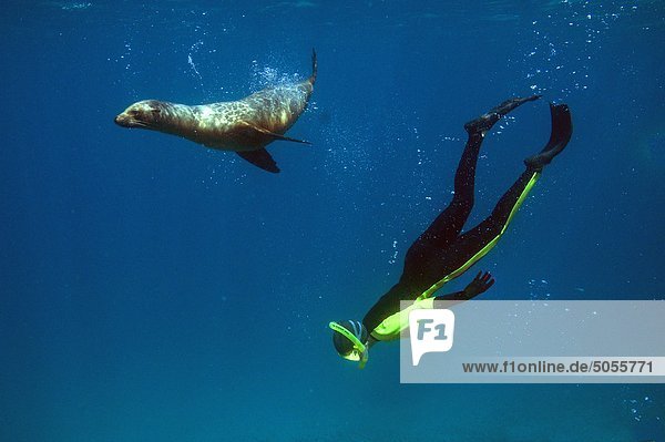 Skindiver swimming with a juvenile California sea lion (Zalophus californianus)  Galapagos Islands  Ecuador