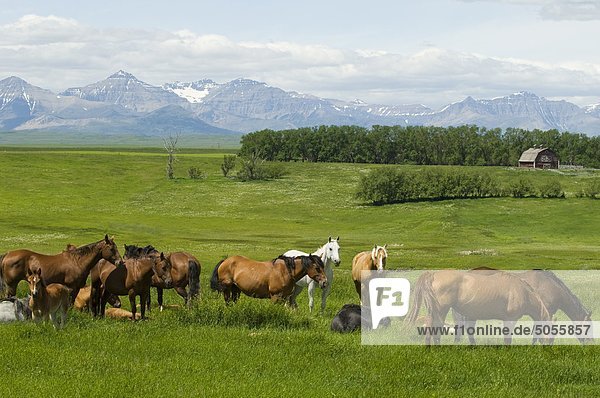 Pferde (Equus Ferus przewalskii) Weibchen & Fohlen Südwesten Alberta Canada