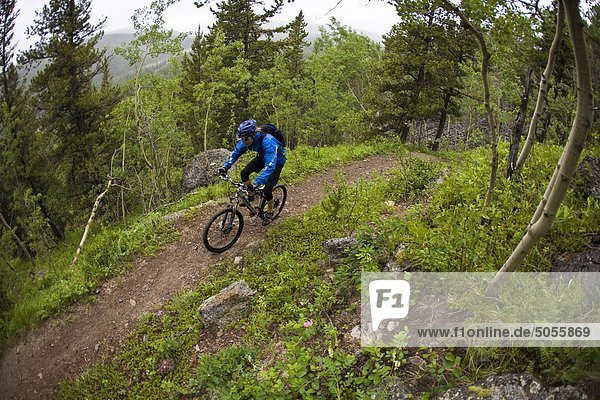A mountain biker riding single track track of Jumping Pond Ridge in Kananaskis country  AB
