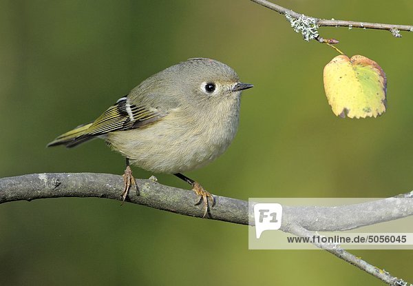 Ruby-gekrönt Kinglet auf Barsch in Victoria BC  Kanada