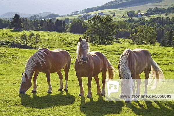 Drei belgischen amerikanischen Entwurf Pferde in einer Weide.