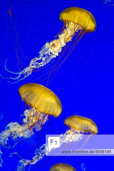 Brown Jellyfish  Vancouver Aquarium. Vancouver  British Columbia  Canada.