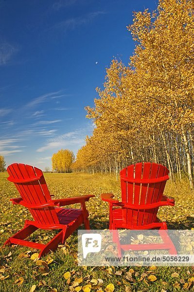 zwei Stühle am Rande eines Felds mit Aspen in Herbstfarben im Hintergrund  Birds Hill Provincial Park  Manitoba  Kanada