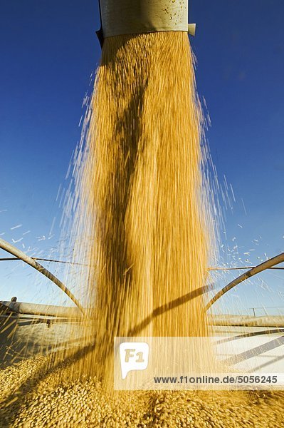 a combine harvester unloads soybeans into a farm truck during the harvest  near Lorette  Manitoba  Canada