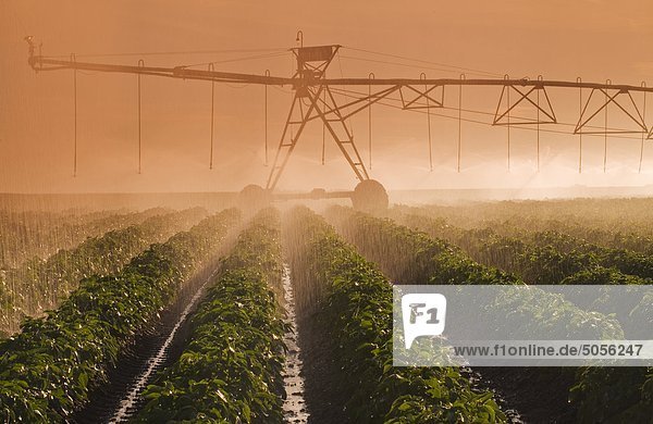 a center pivot irrigation system irrigates potatoes Tiger Hills  Manitoba  Canada