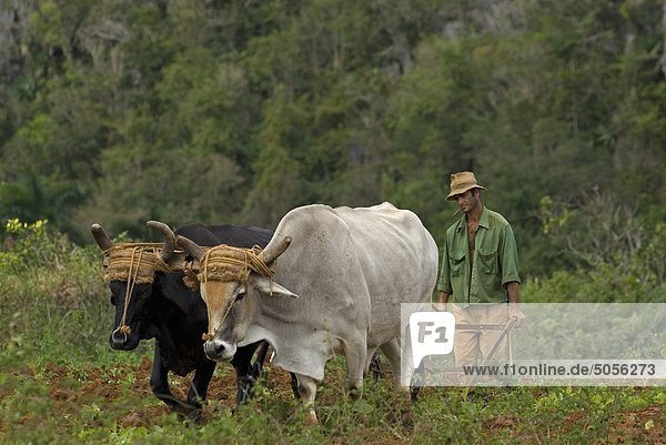 A farmer ploughing his fields in Vinales Cuba