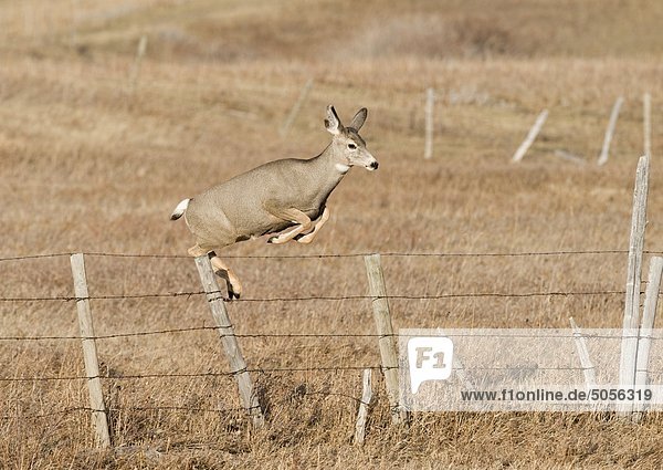 Maultierhirsch (Odocoileus Hemionus) weiblich Zaun springen. Excellent Jumper Maultierhirsch können mit Leichtigkeit rana esculenta Zäune deaktivieren  obwohl sie manchmal unter oder zwischen Stränge der Draht gehen. Südwest Alberta Canada.