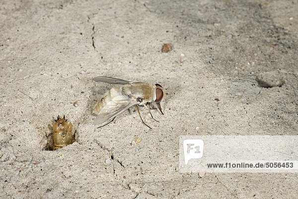 Biene Fliege (Paravilla SP.)  adult entstanden nur pupal Fall an Digger Biene (Diadasia Australis) Tunnel  Pawnee National Grassland  Colorado.