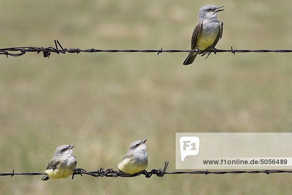 Arkansaskönigstyrann (Tyrannus Verticalis)  Erwachsene (oben) und Jungvögeln  in der Nähe von Pawnee National Grassland  Colorado.