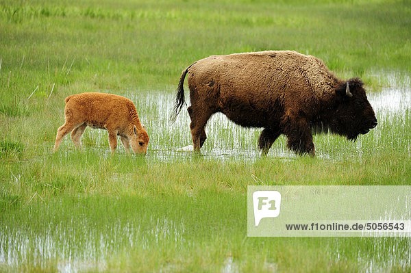 Amerikanischer Bison (Bison Bison) Frühling Kalb mit Mutter. Yellowstone-Nationalpark  Wyoming  Vereinigte Staaten von Amerika.