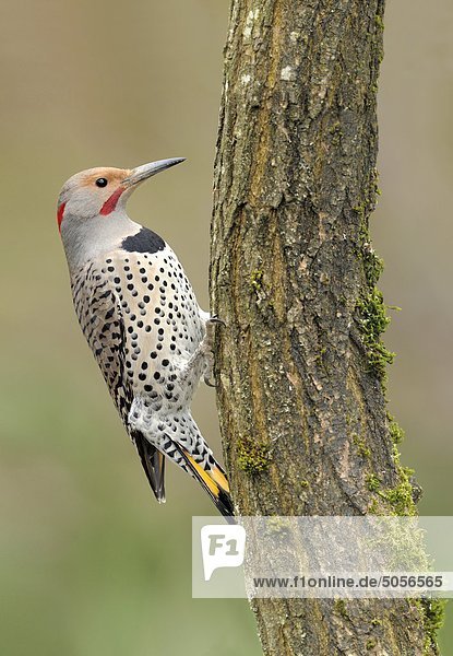 Yellow-shafted Northern Flicker (Colaptes auratus) pecking on a tree trunk.