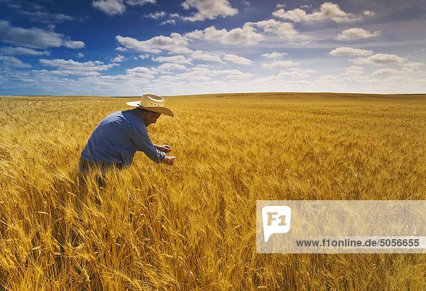 a man examines a mature  harvest ready durum wheat field  near Leader  Saskatchewan  Canada