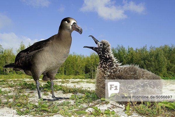 Adult Schwarzfußalbatros (Diomedea Nigripes) erbrechend einer Mahlzeit zu seiner Chick  Midway-Atoll  Hawaii
