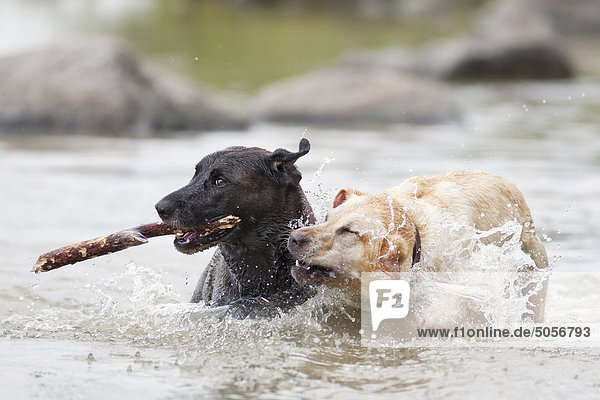 Two Labrador Retrievers dogs playing in Lake Winnipeg  at a dog friendly beach. Hecla Island  Manitoba  Canada.