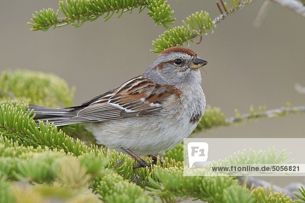 American Baum Sparrow (Spizella Arborea) thront auf einem Zweig in Churchill  Manitoba  Kanada.