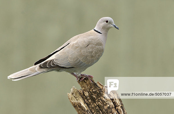 Eurasische Collared Dove (Streptopelia Decaocto) auf Barsch  Medicine Hat  Alberta  Kanada