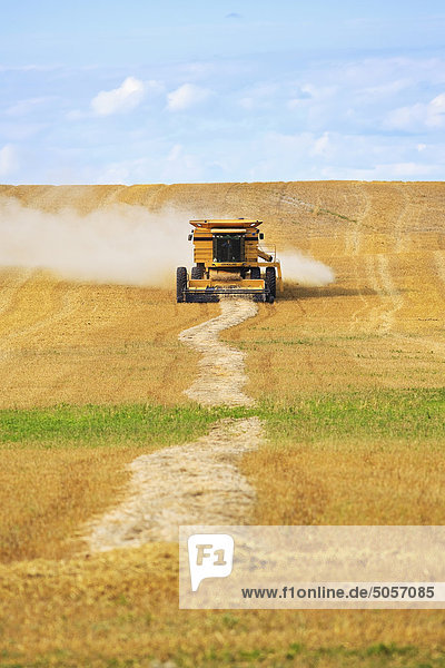 Combine harvester collecting a field of swathed wheat. Near Somerset  Manitoba  Canada.