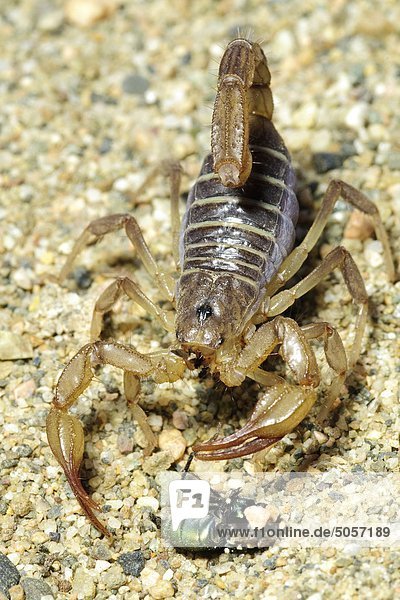Nördlichen Skorpion (Paruroctonus Boreus) essen Schmeißfliege  Okanagan Valley  Britisch-Kolumbien