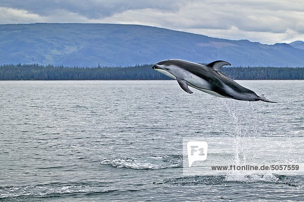 Pacific White einseitig Dolphin (Lagenorhynchus Obliquidens) springen hoch im Queen Charlotte Sound aus Norden Vancouver Island  British Columbia  Kanada.