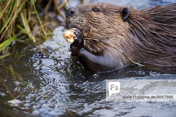 A beaver (Castor canadensis) hauling a tree branch through the water to the stock pile.