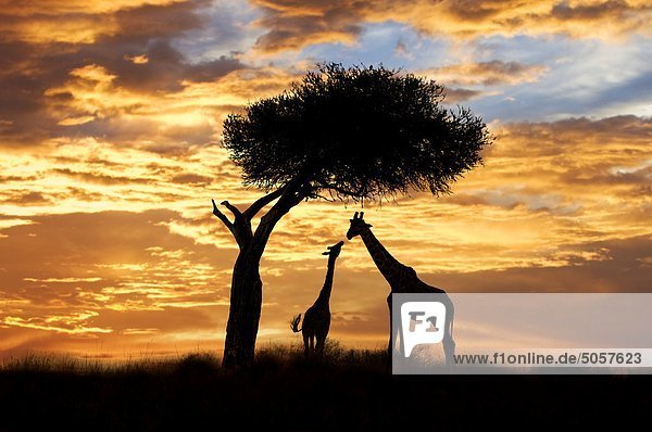 Erwachsene und Jugendliche Giraffen (Giraffa Camelopardalis)  Masai Mara-Reservat  Kenia  Ostafrika