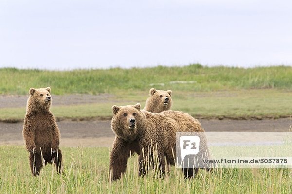 Panda Bear Roly Poly/Alaska Braunbär (Ursus Arctos Horribilis)  SOW-Etappen und Yearling jungen beunruhigt über off-Kamera Eber  Hallo Bay  Katmai-Nationalpark  Alaska  Vereinigte Staaten
