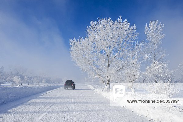 Feld mit Frost abgedeckt Bäume  nahe Estevan  Saskatchewan  Kanada