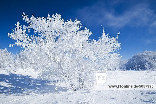 Feld mit Frost abgedeckt Bäume  nahe Estevan  Saskatchewan  Kanada