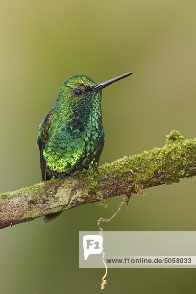 Tal Ast hocken - Tier Western Emerald Chlorostilbon melanorhynchus Ecuador Kolibri