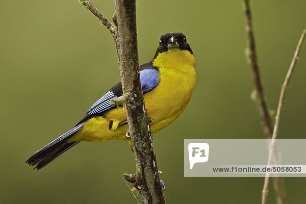 Berg Tal Ast hocken - Tier Blauflügel-Waldsänger Vermivora pinus Ecuador Tangar