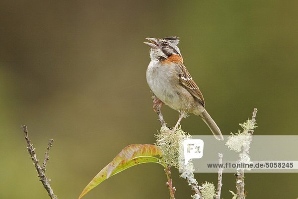 Braunschwanz-Kragen Sparrow (Zonotrichia Capensis) thront auf einem Zweig der Tapichalaca Reserve im Südosten Ecuadors.