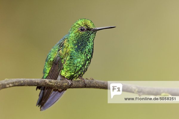 Western Emerald Hummingbird (Chlorostilbon Melanorhyncus) liegt auf einem Zweig in der Tandayapa Tal von Ecuador.