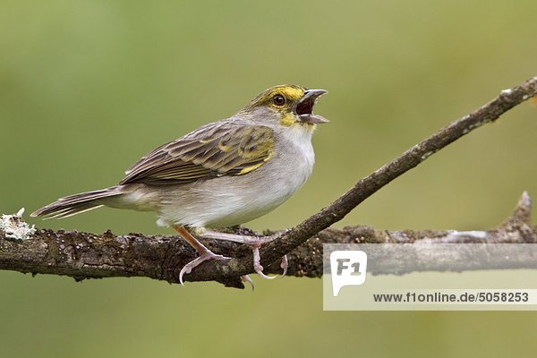 Gelbbrauen-Sparrow (Ammodramus Aurifrons) thront auf einem Zweig in der Nähe von Podocarpus Nationalpark im Südosten Ecuadors.