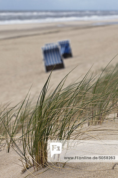 Marram grass and beach chair Sylt Schleswig-Holstein Germany Europe