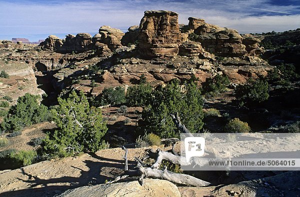 USA  Utah  Canyonlands National Park  Felsformationen der Nadeln