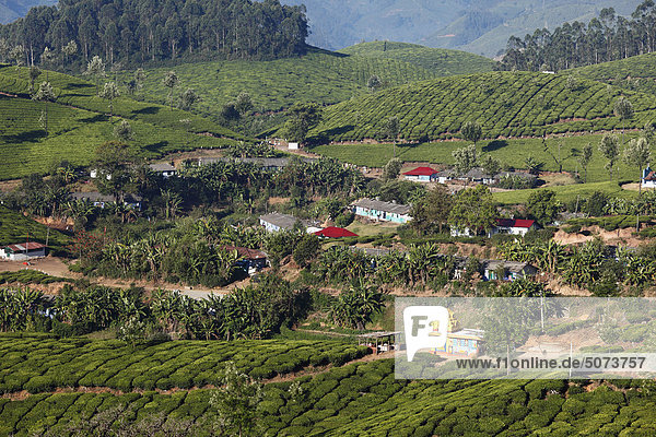 Indien Südindien Kerala Munnar Blick auf Teeplantagen