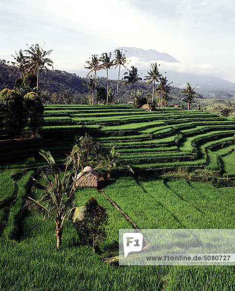 Reis-Terrassen und Blick auf Gunung Agung in der Nähe von Sibetan. Bali  Indonesien.