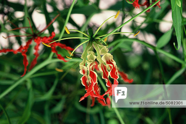 Blume des Rebstockes Glory Lily (Gloriosa Superba)