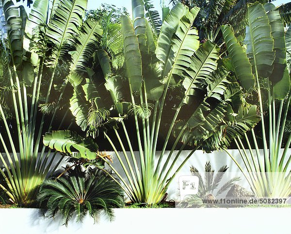 Reisenden Palmen