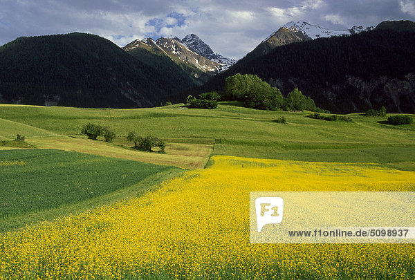 Schweiz  Arosa  Landschaft