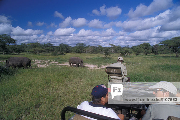 South Africa  Kruger Park. Safari in Sabi Sabi