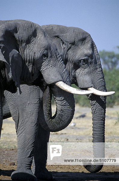 Afrika  Botswana. Elefanten (Loxodonta Africana)