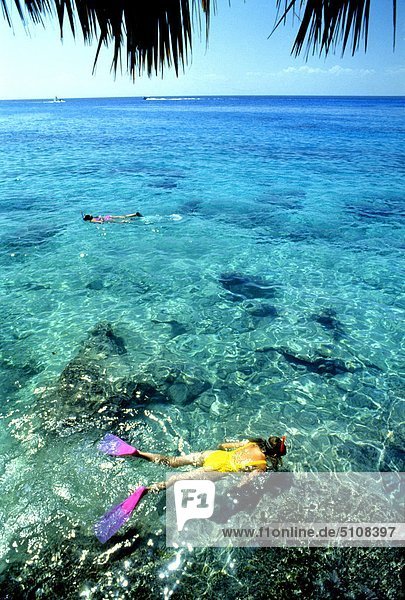 Schnorcheln Insel von Cozumel  Quintana Roo  Mexiko