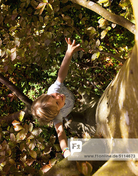 Smiling boy climbing tree