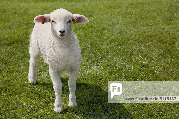 Lamm im Gras wandelnd
