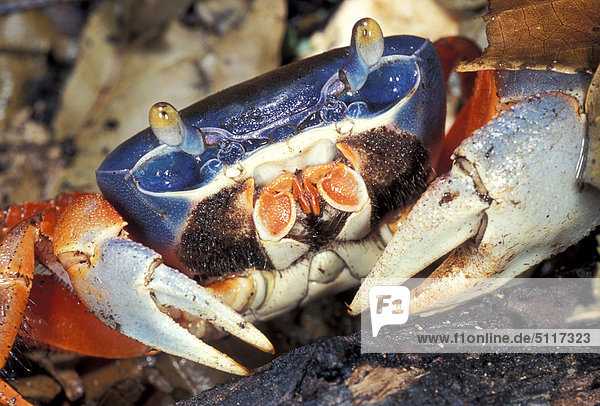 Harlequin crab - Cardiosoma armatum  on rainforest floor  Nigeria
