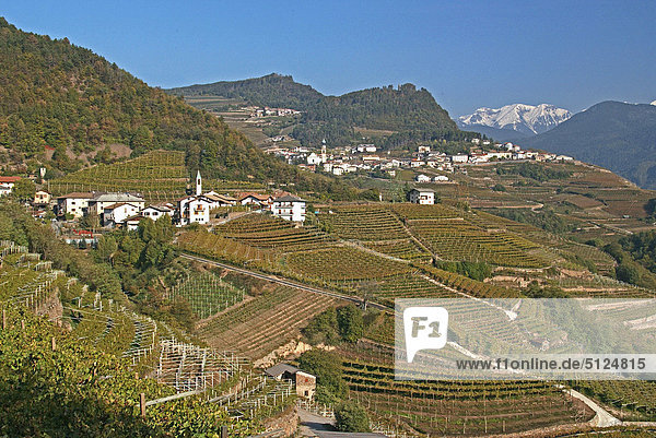 Trentino Südtirol Italien Weinberg