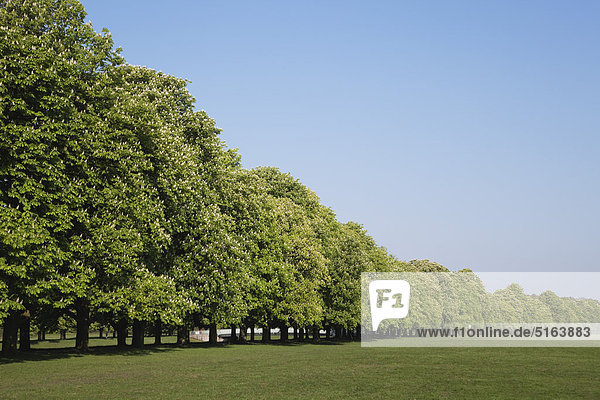 Deutschland  Köln  Decksteiner Weiher  Grüner Gürtel  Blick auf den Kastanienbaum im Stadtpark