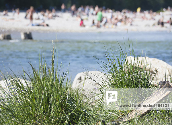 Germany  Bavaria  Munich  Close up of grasses at Isar river with people in background