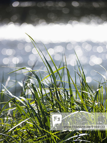 Germany  Bavaria  Munich  Close up of grasses at Isar river